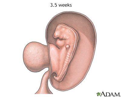 Fetus at 3.5 weeks