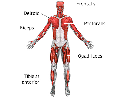 Superficial anterior muscles