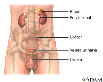 Tracto urinario masculino
