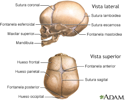 Cráneo del recién nacido