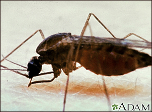 Mosquito, adulto alimentándose en la piel