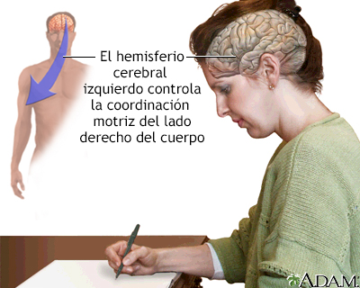 Función del hemisferio cerebral izquierdo