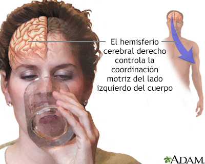 Función del hemisferio cerebral derecho