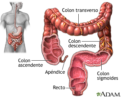 Intestino grueso (colon)
