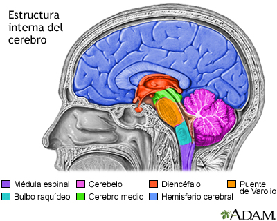 Estructuras del cerebro