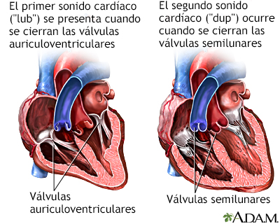 Latido cardíaco