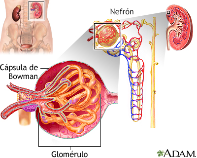 Glomérulos y nefrona