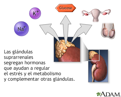 Secreción hormonal de las glándulas suprarrenales