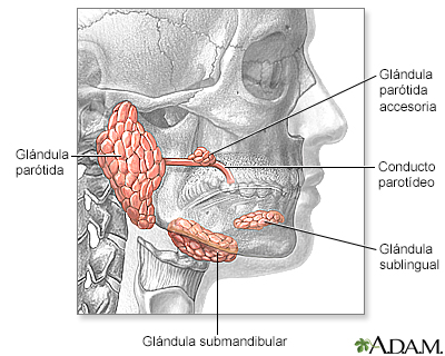 Glándulas de la cabeza y el cuello