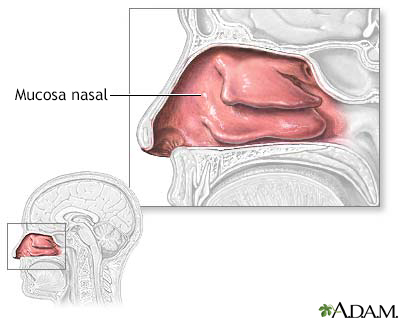 Mucosa nasal