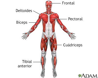 Músculos superficiales anteriores