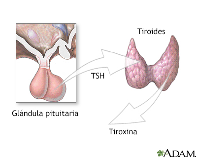 Pituitaria y TSH
