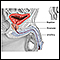 Prostatectomía - serie - Anatomía normal