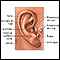 Medical findings based on ear anatomy