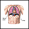 Neumotórax - serie - Anatomía normal