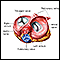 Vista superior - válvulas cardíacas