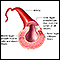 Corte transversal de una arteria