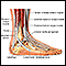 Anatomía del tobillo