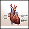 Cirugía de derivación cardíaca - serie - Anatomía normal