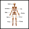 Anterior skeletal anatomy