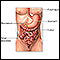Lower digestive anatomy