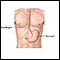 Anatomía del esófago y del estómago