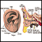Oído externo e interno