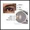 Anatomía del cristalino del ojo