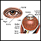 Anatomía interna y externa del ojo