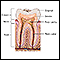 Anatomía de los dientes
