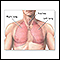 Anatomía del pulmón normal