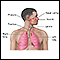 Vista del sistema respiratorio