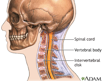 Normal anatomy