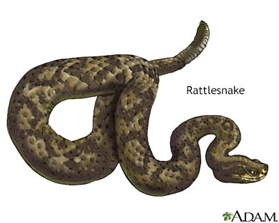 Rattlesnake