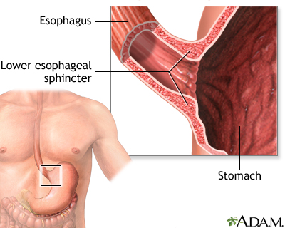 Normal anatomy