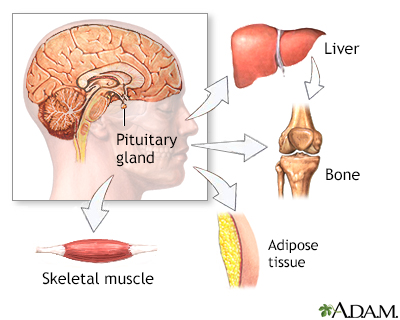 Normal anatomy