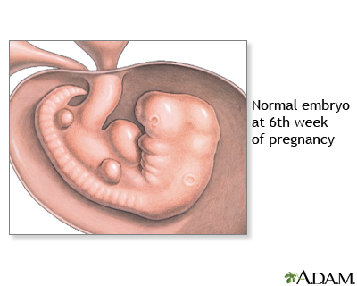 6 Week Old Fetus