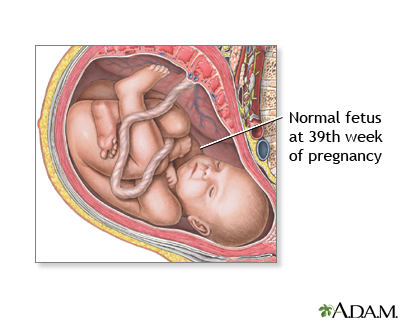 39 Week Old Fetus