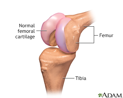 Normal anatomy