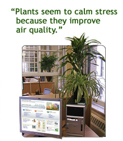 Benefits of Greenery Plants in office image