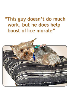 FS Dogs at work dog on desk