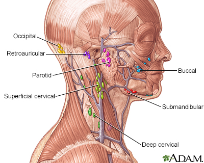 Lymph tissue in the head and neck