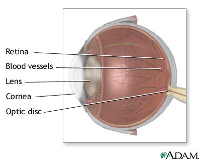 Internal eye anatomy