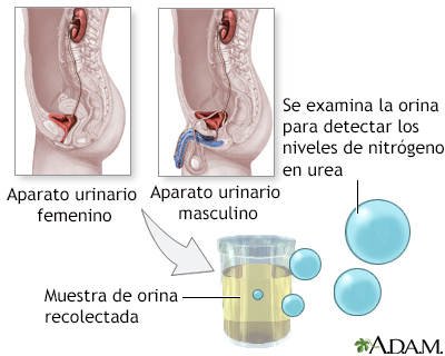 Prueba de nitrógeno