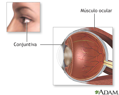 Reparación quirúrgica del estrabismo - anatomía normal