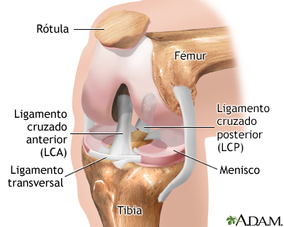 Artroscopia de rodilla - serie - Anatomía normal