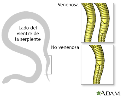 Debajo de la serpiente de cascabel