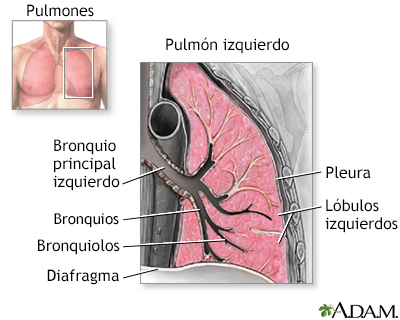 Anatomía de los pulmones