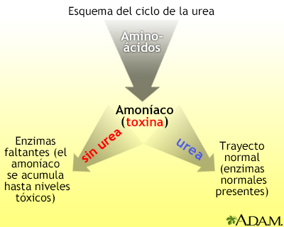 Ciclo de la úrea