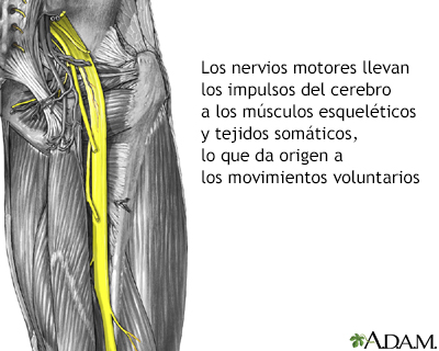 Nervios motores